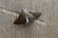 Endotricha flammealis