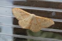 Idaea rubraria