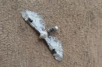 Eupithecia centaureata