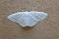 Cabera pusaria