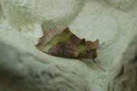 Diachrysia chrysitis