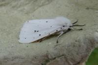 Spilosoma lubricipeda