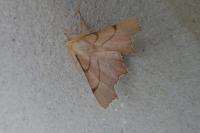 Ennomos erosaria