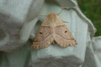 Crocallis elinguaria