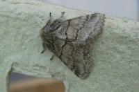 Gluphisia crenata