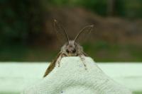 Lymantria dispar