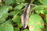 Sphinx ligustri