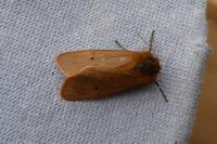 Phragmatobia fuliginosa