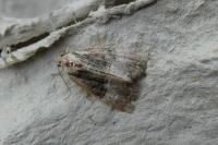 Mesoligia furuncula