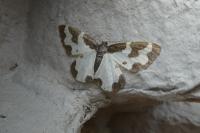 Lomaspilis marginata
