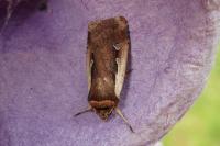 Ochropleura plecta