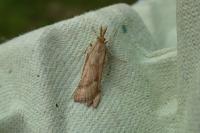 Synaphe punctalis