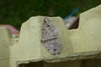 Macaria alternata