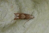 Eucosma conterminana