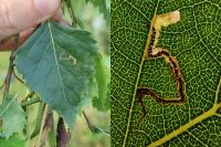 Stigmella betulicola