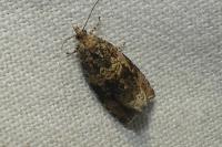 Celypha lacunana