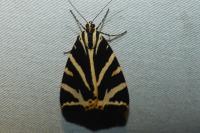 Euplagia quadripunctaria