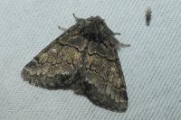 Gluphisia crenata