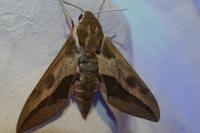 Hyles euphorbiae