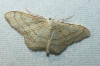 Idaea aversata