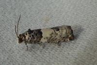 Epinotia thapsiana