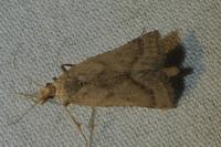 Synaphe punctalis