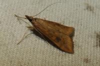 Udea ferrugalis