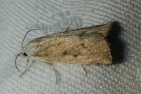 Calamotropha paludella