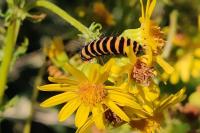 Tyria jacobaeae