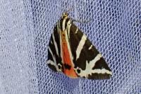 Euplagia quadripunctaria