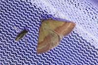 Phytometra viridaria