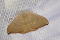 Watsonalla uncinula