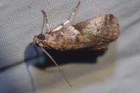 Acrobasis fallouella