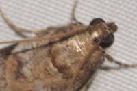 Acrobasis fallouella