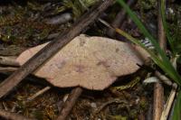 Cyclophora puppillaria