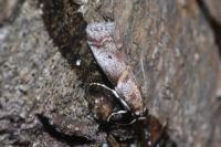 Acrobasis fallouella