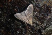 Endotricha flammealis