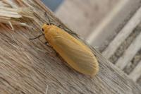 Wittia sororcula