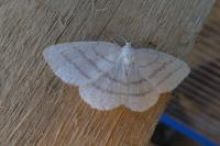 Cabera pusaria