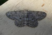 Hypomecis punctinalis