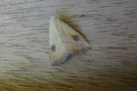 Rivula sericealis