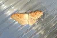Idaea rubraria