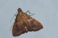 Endotricha flammealis