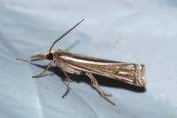 Ancylolomia tentaculella