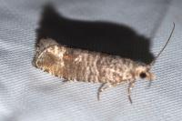 Clavigesta sylvestrana