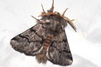 Thaumetopoea pityocampa