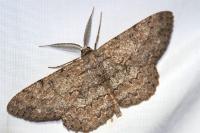 Hypomecis punctinalis