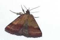 Phytometra viridaria