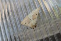 Crocallis elinguaria