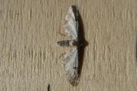 Eupithecia centaureata